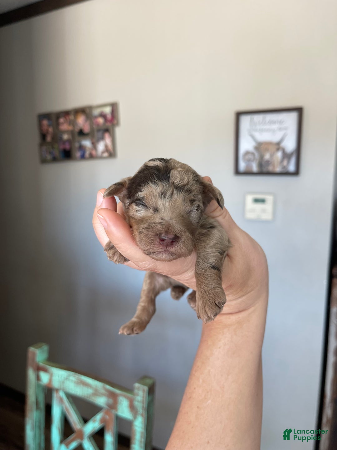 Miniature Poodle dogs for sale: Akc Chocolate Merle Phantom boy 2 - Ad 16