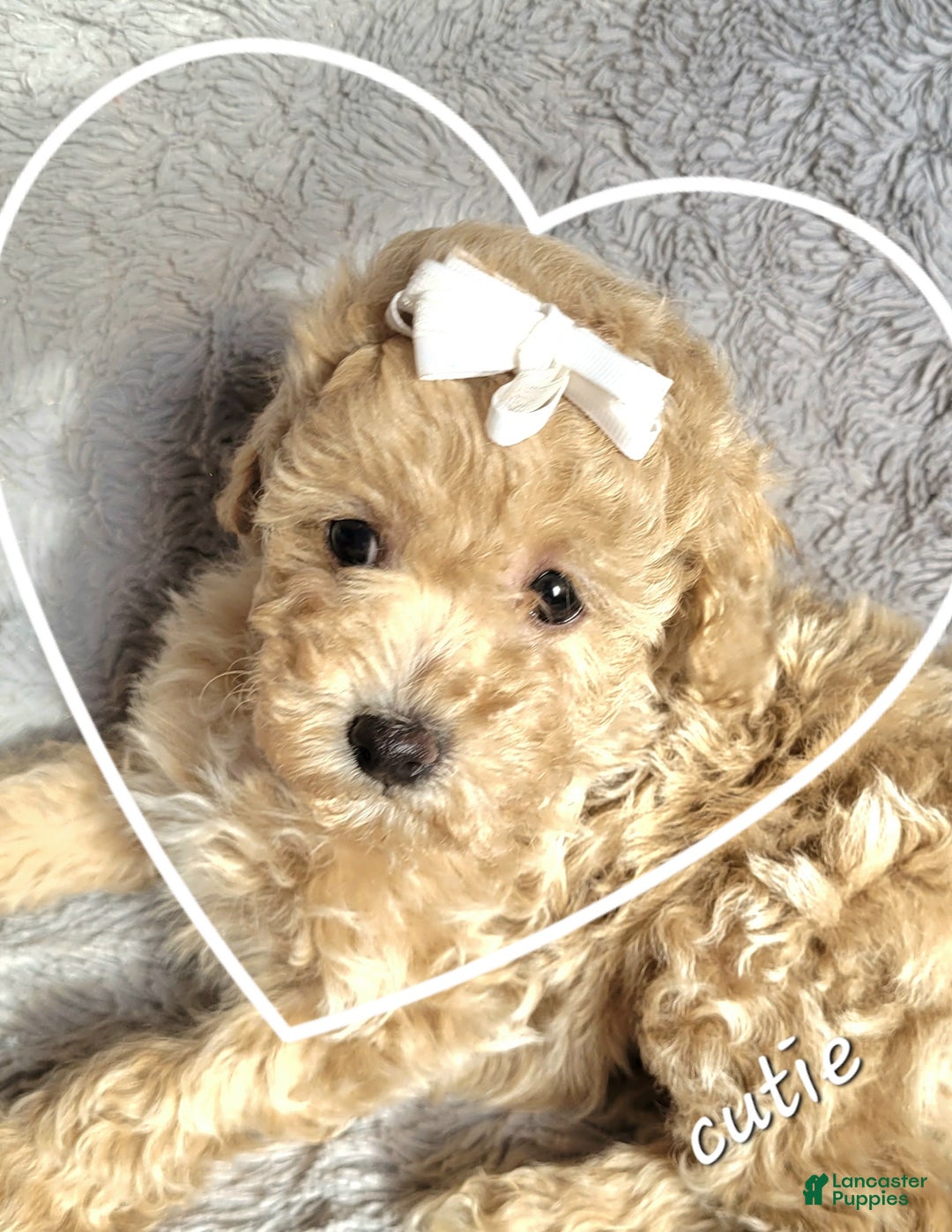 Miniature Poodle dogs for sale: Amber  - Ad 2