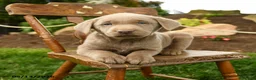 Labrador Retriever dogs for sale: Sterling - Ad 4