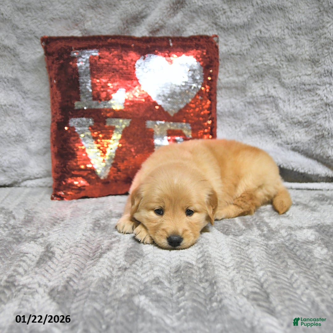 Golden Retriever dogs for sale: Lacey - Ad 3