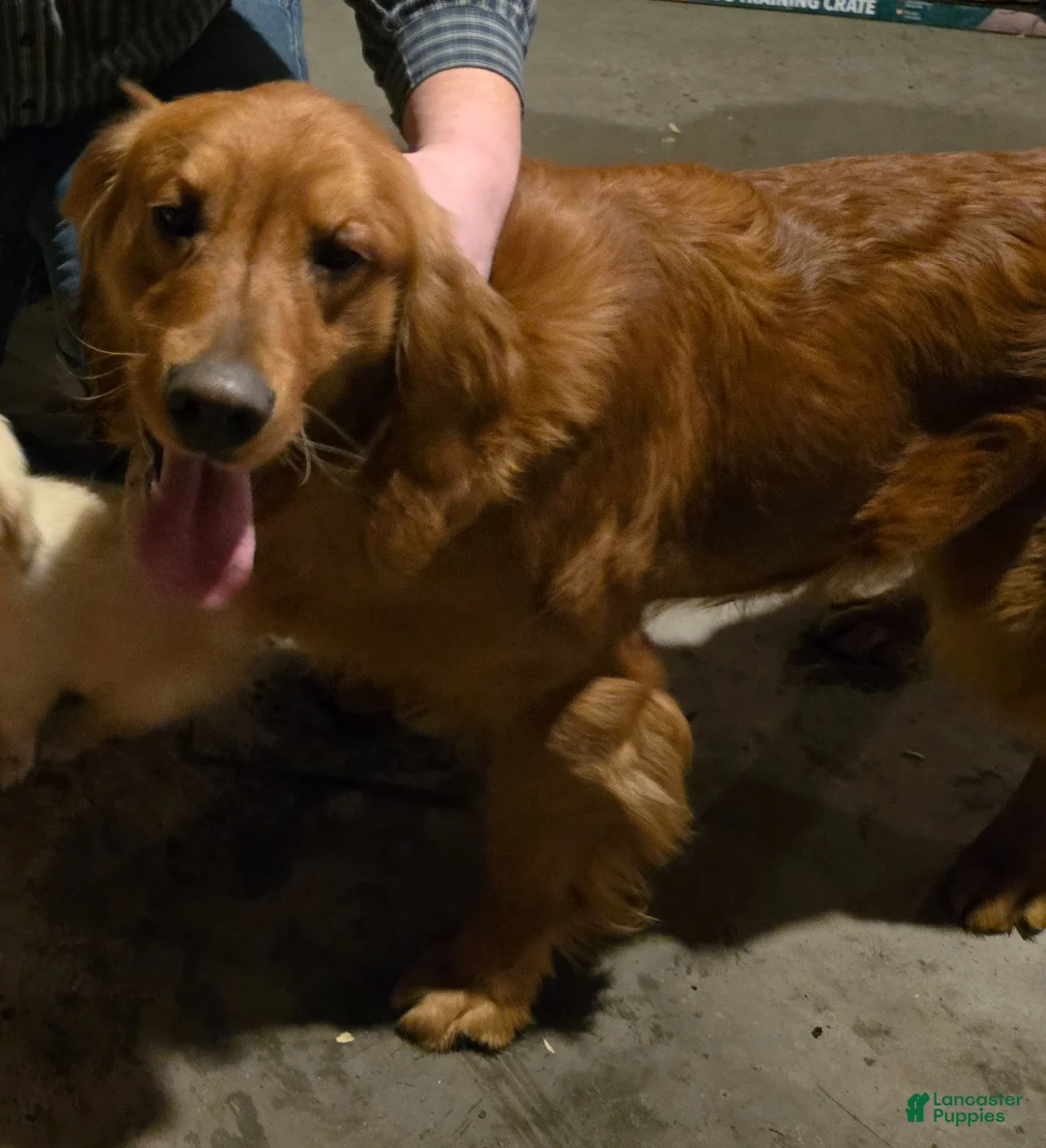 Golden Retriever dogs for sale: Golden Retriever 1 - Ad 5