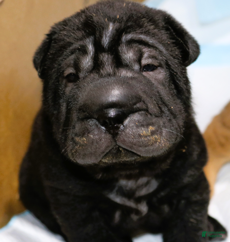 Shar Pei dogs Wesley - Ad 2
