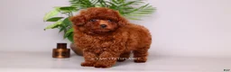 Toy Poodle dogs for sale: HELIOS — FIERY RED TOY POODLE BOY - Ad 4