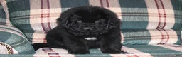Newfoundland dogs for sale: Ch, AKC, OFA Amigo - Ad 6