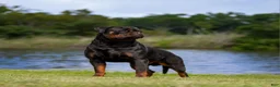 Rottweiler dogs for sale: Nova - Ad 7