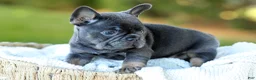French Bulldog dogs for sale: Digger - Blue & Tan - Ad 9