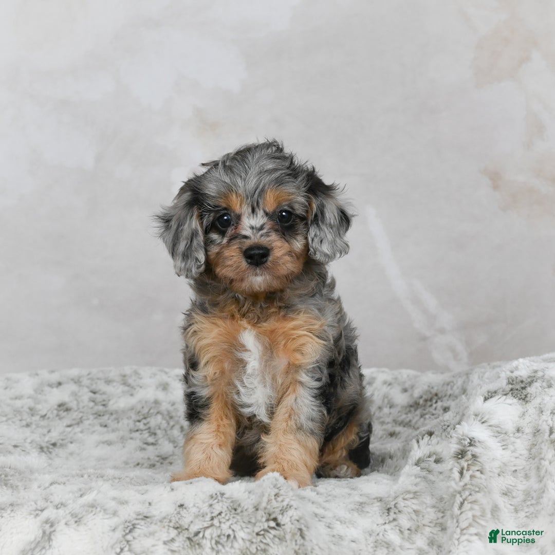 Cavapoo dogs for sale: Lola - Ad 6