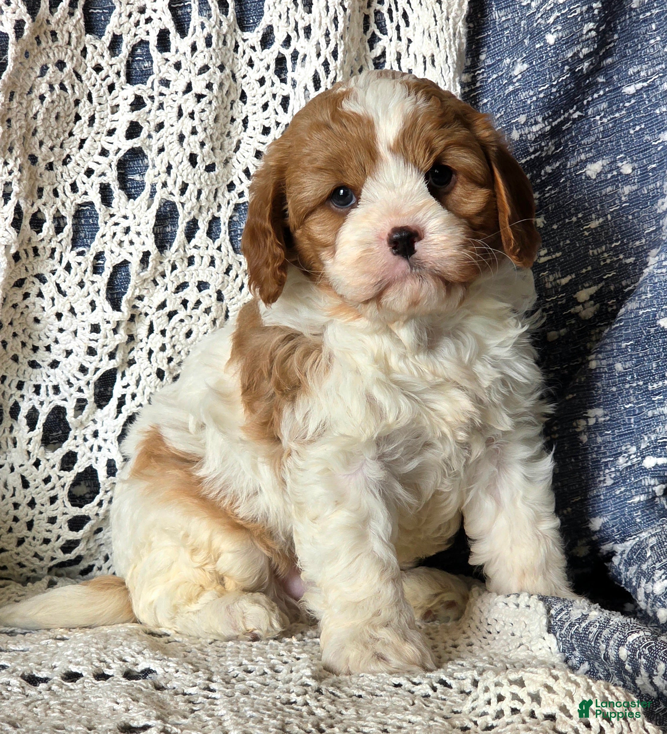 Cavapoo dogs for sale: Jimmy - Ad 1