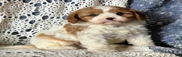Cavapoo dogs for sale: Jimmy - Ad 1