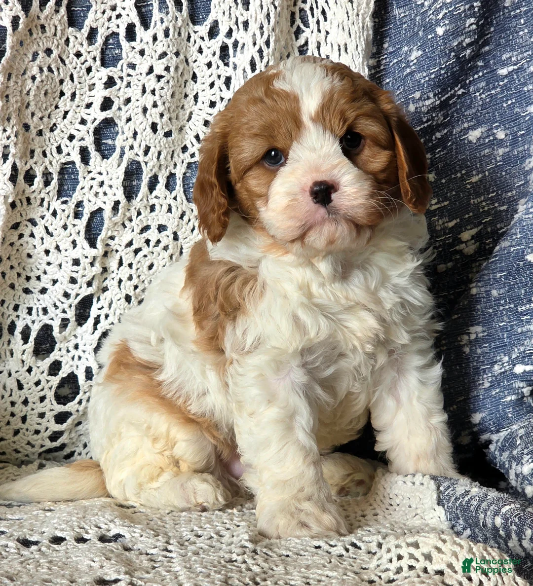 Cavapoo dogs for sale: Jimmy - Ad 1