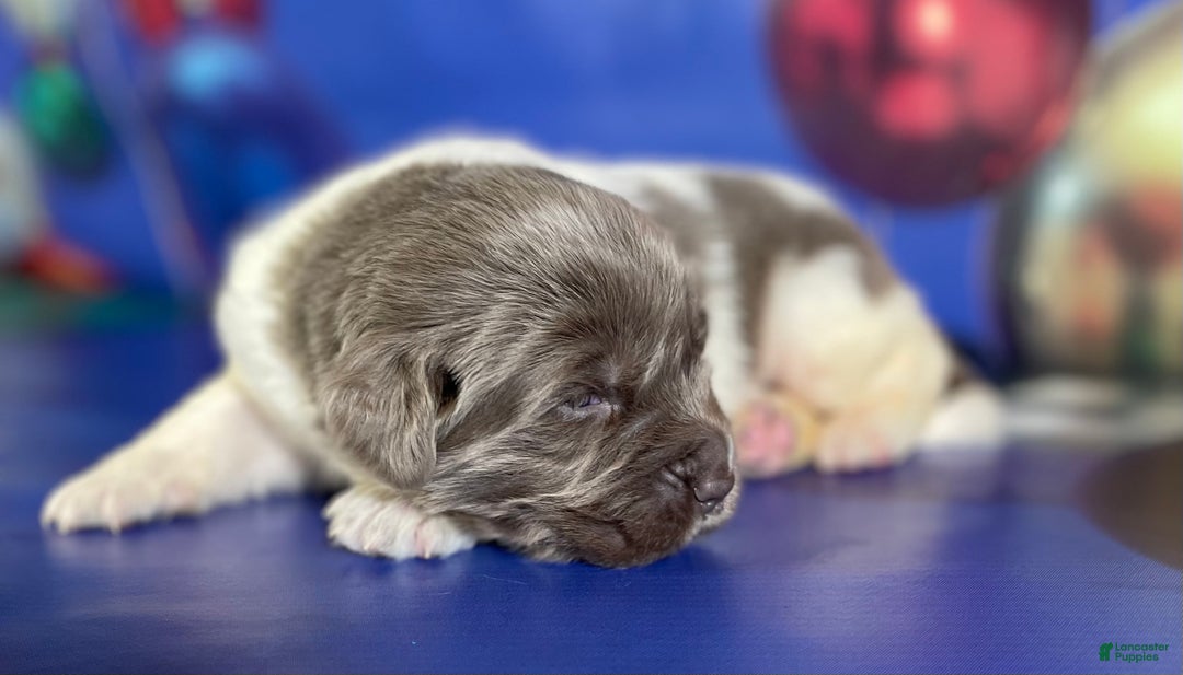 Mixed Breed dogs for sale: Storm OFA DNA  - Ad 7