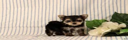 Morkie dogs for sale: Balinda - Ad 4