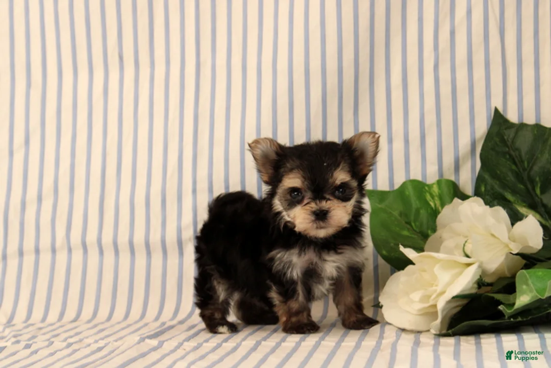 Morkie dogs for sale: Balinda - Ad 4
