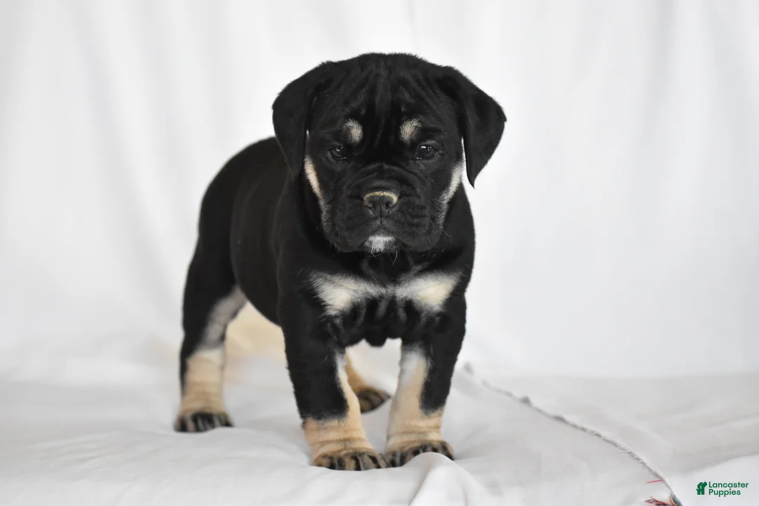 Beabull dogs for sale: Ember - Ad 11