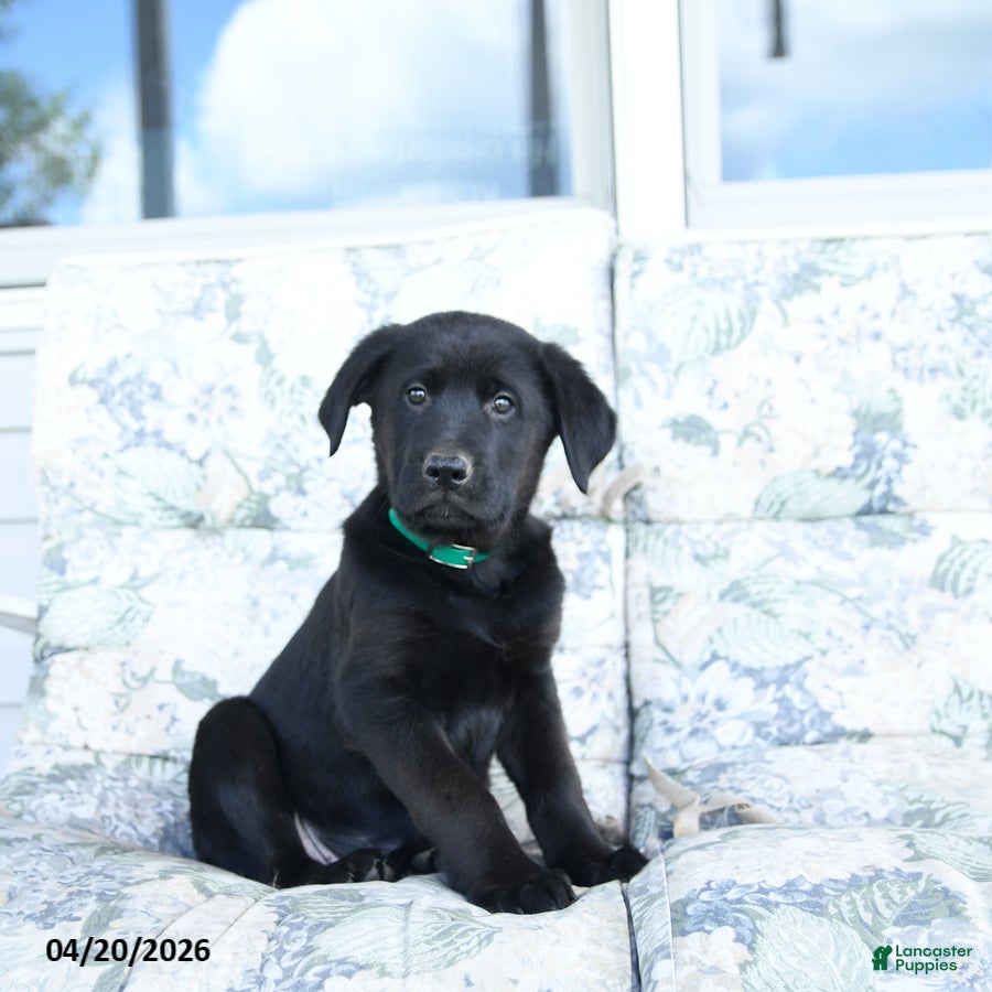 Mixed Breed dogs for sale: Laker - Ad 2