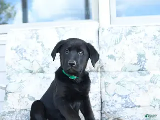 Mixed Breed dogs for sale: Laker - Ad 2