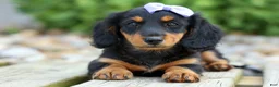 Miniature Dachshund dogs for sale: Sage 🐶 - Ad 3