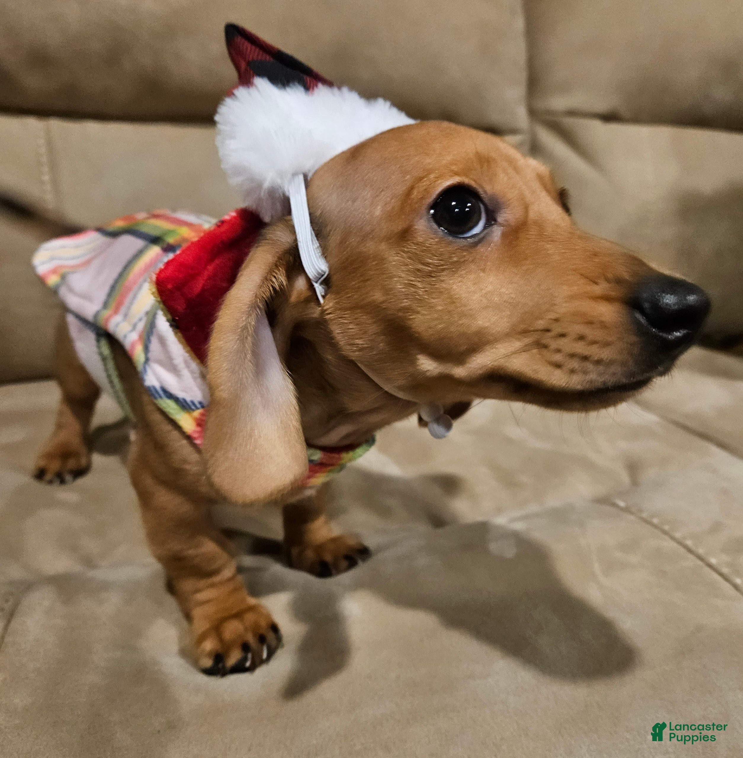 Miniature Dachshund dogs Miniature Dachshund Puppy 1 - Ad 28