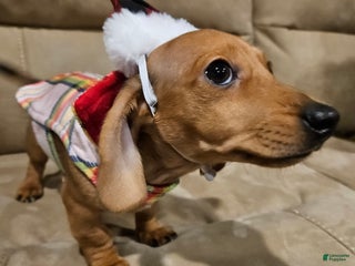 Miniature Dachshund dogs Miniature Dachshund Puppy 1 - Ad 25