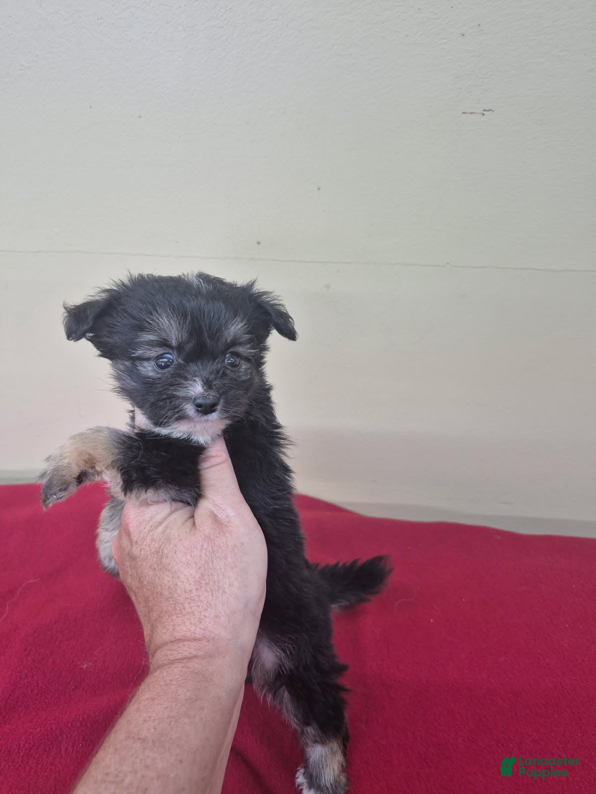 Pomapoo dogs Girl 2 - Ad 2