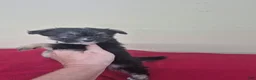 Pomapoo dogs for sale: Girl 2 - Ad 2