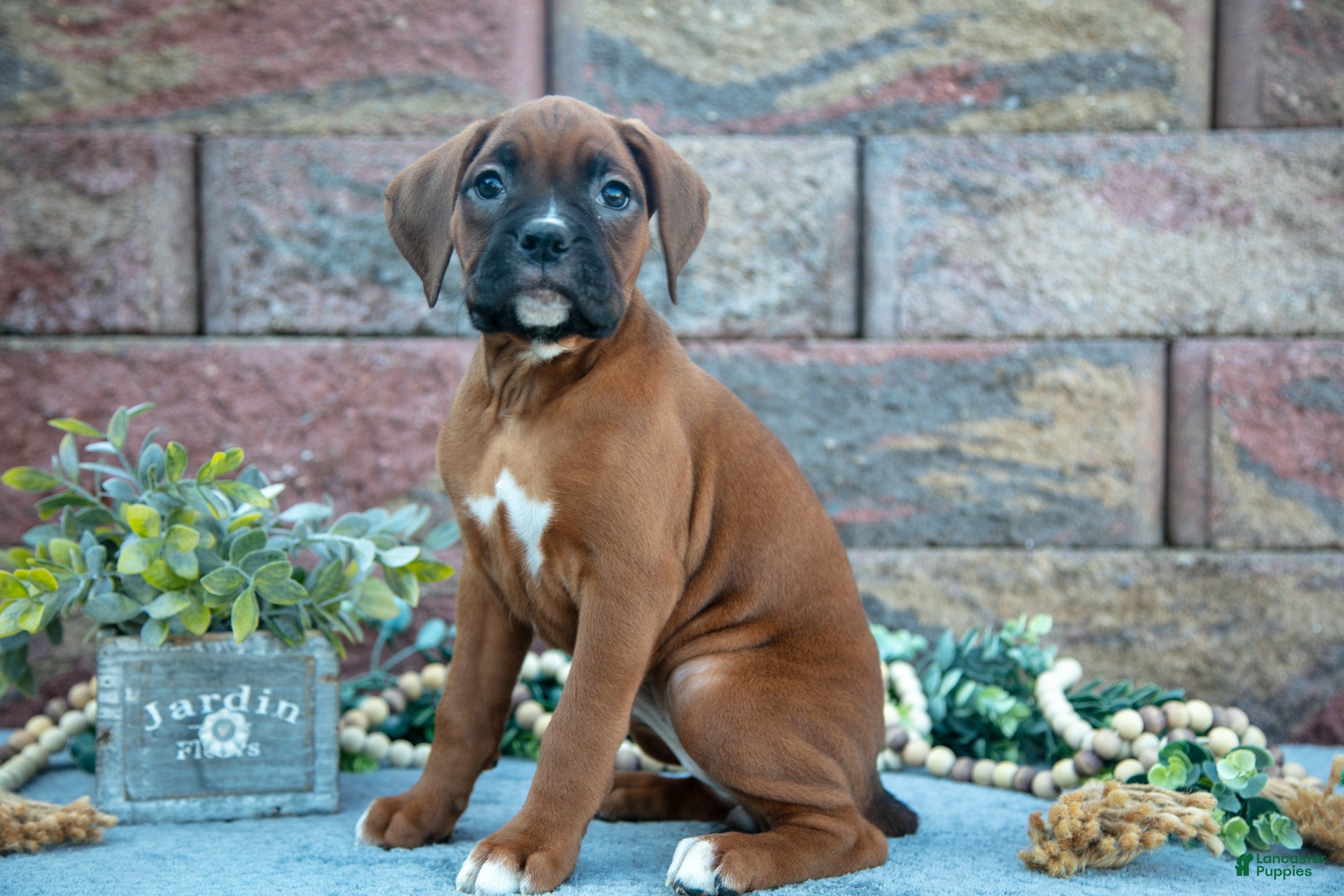 Boxer dogs Rosie - Ad 19