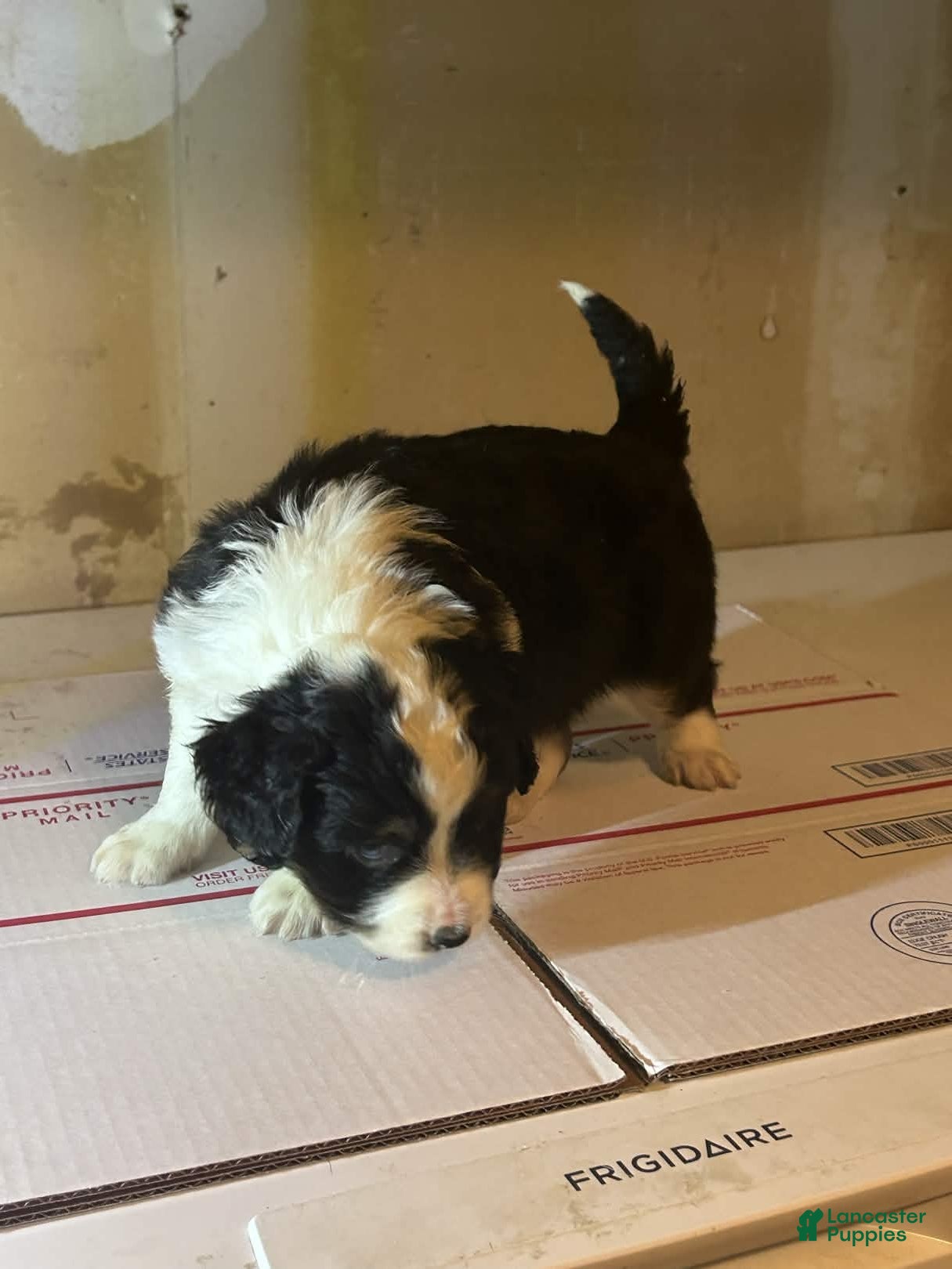 Mixed Breed dogs Mixed Breed Puppy 2 - Ad 30