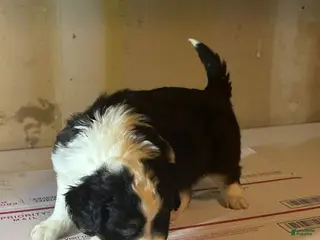 Mixed Breed dogs Mixed Breed Puppy 2 - Ad 30