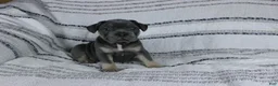 French Bulldog dogs for sale: Dick - Ad 3