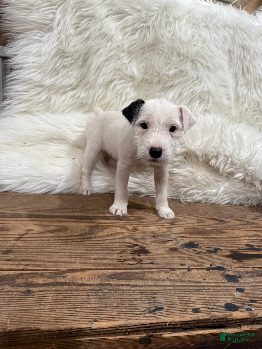 Jack Russell Terrier dogs for sale: Snow White Puppy 2 - Ad 4