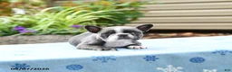 Frenchton dogs for sale: Janey - Ad 3