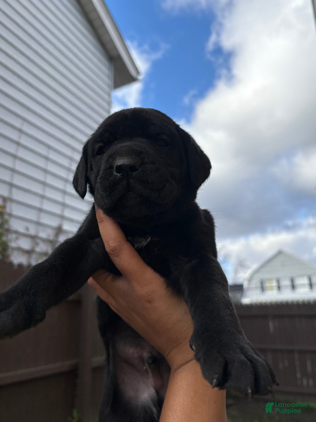 Cane Corso dogs for sale: Diesel  - Ad 4