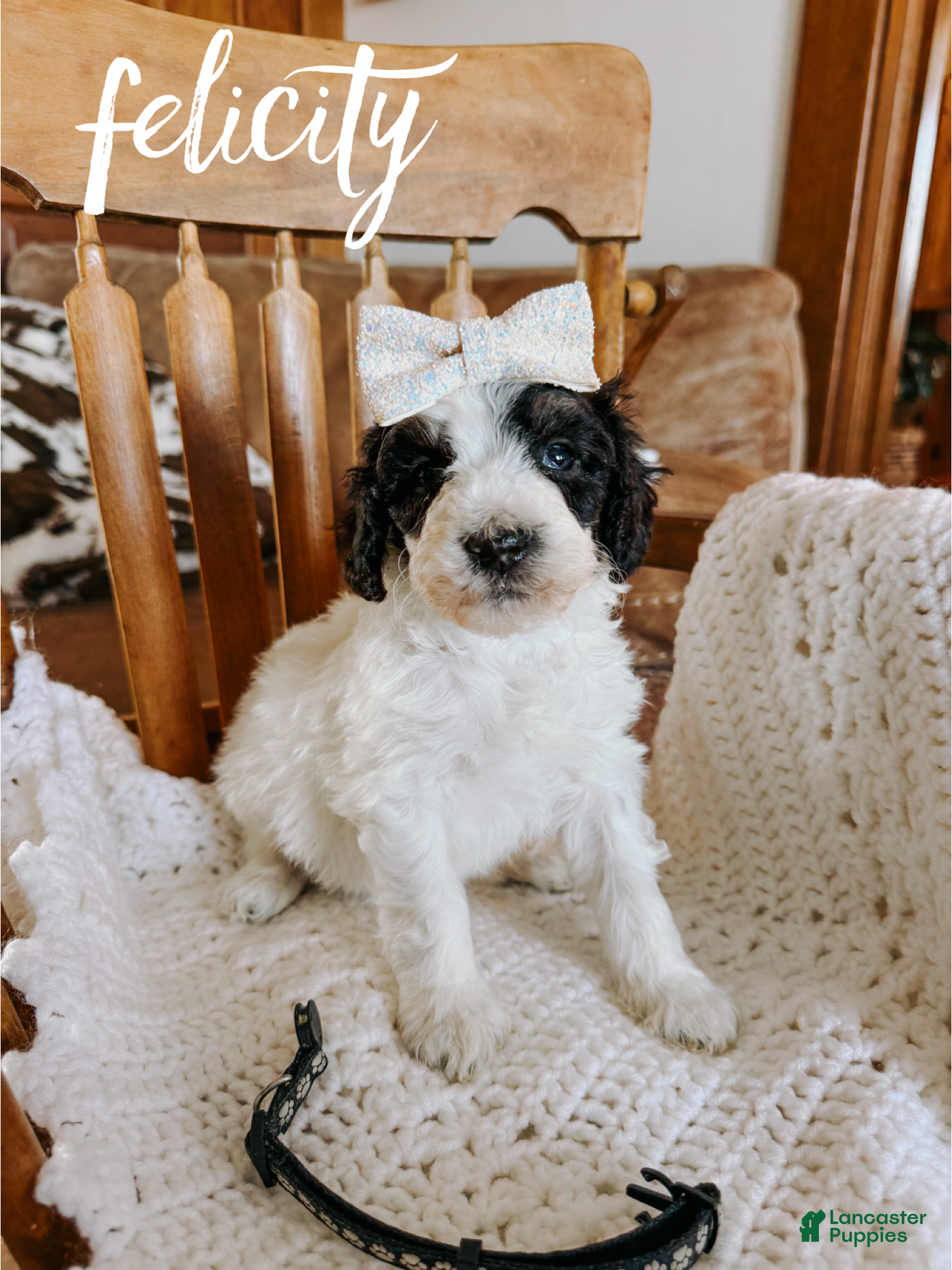 Mixed Breed dogs Felicity - Ad 15