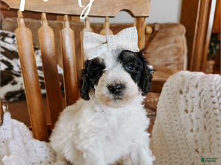 Mixed Breed dogs Felicity - Ad 15