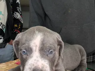 American Bully dogs XL American bully males - Ad 42