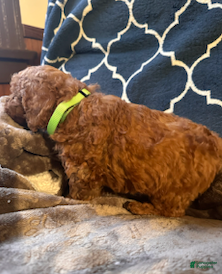 Mixed Breed dogs Hugo- AKC Genetically Tested Parents - Ad 11