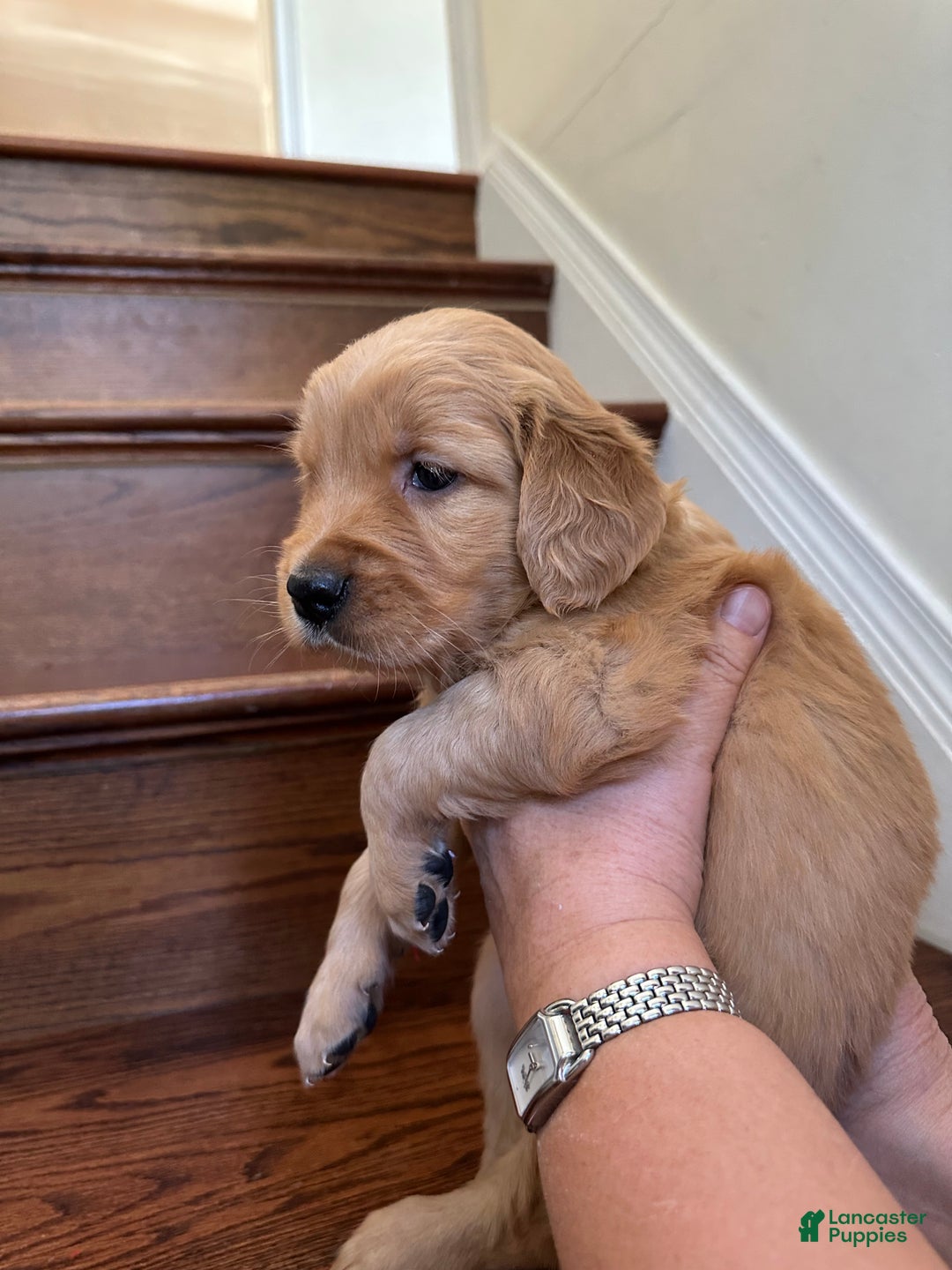 Golden Retriever dogs for sale: Eve - Ad 9