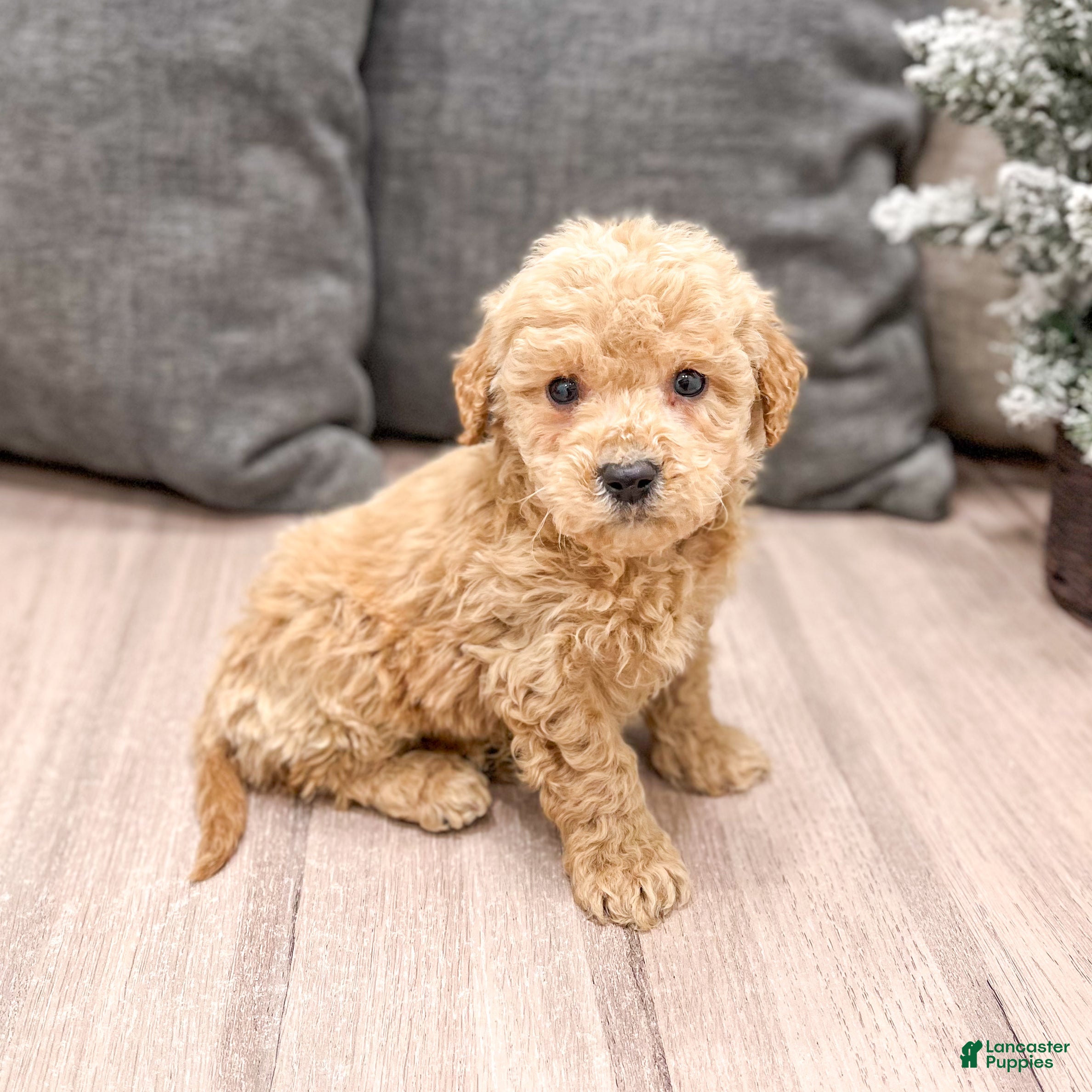 Mini Goldendoodle dogs Archie - Ad 10
