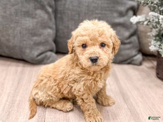 Mini Goldendoodle dogs Archie - Ad 14