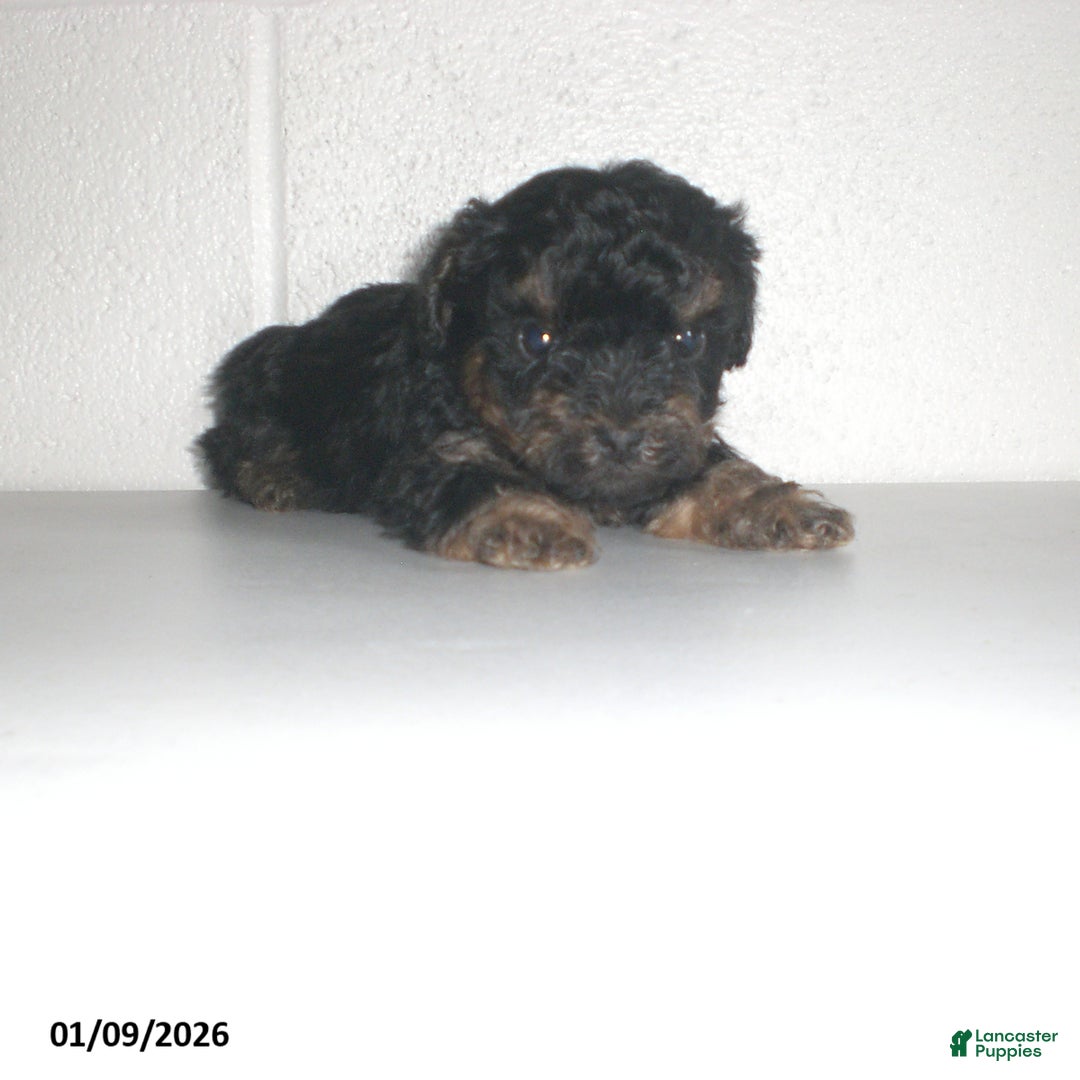 Yorkiepoo dogs for sale: Abby - Ad 18