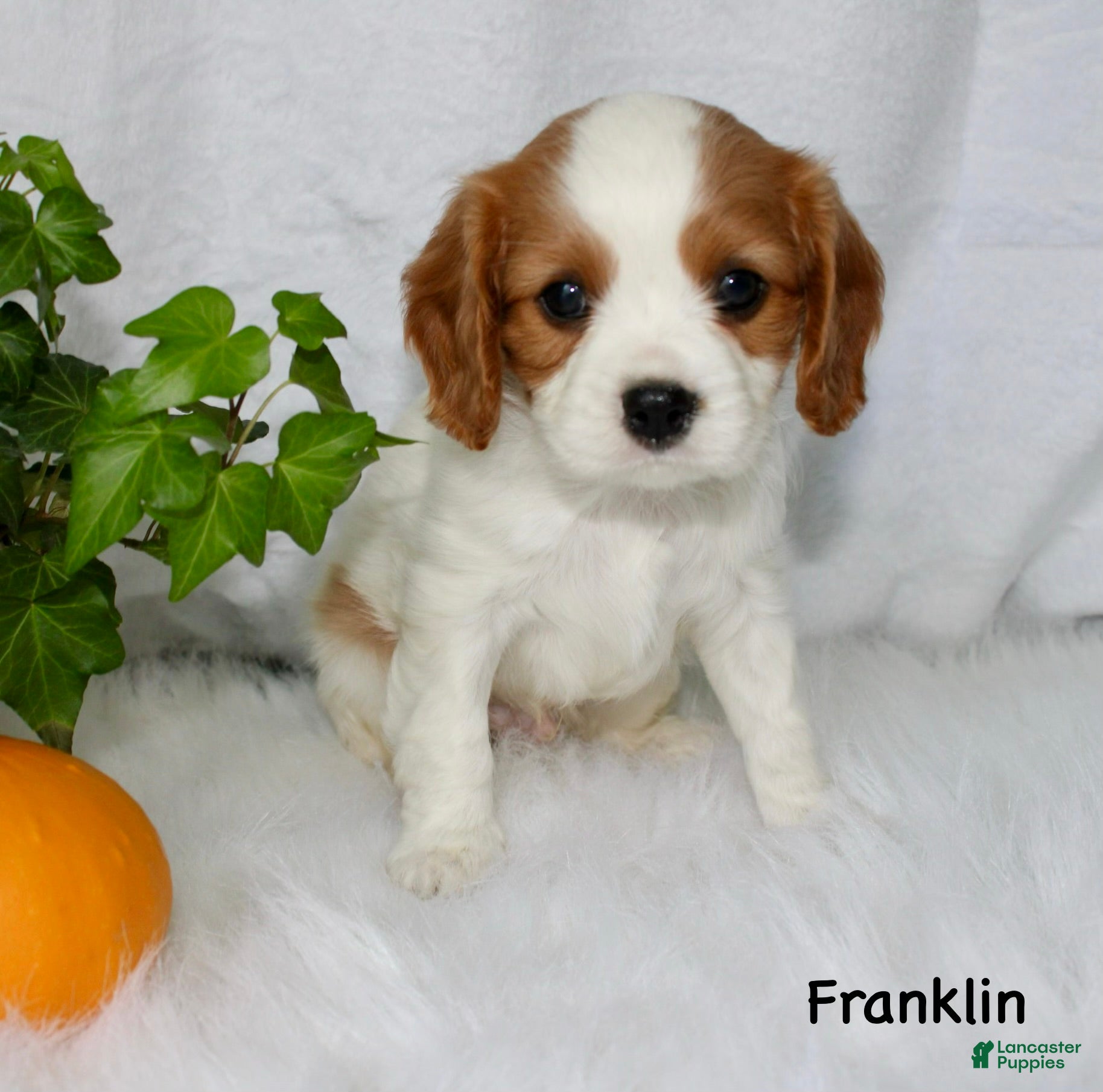 Cavalier King Charles Spaniel dogs Franklin - Ad 2