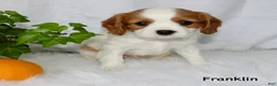 Cavalier King Charles Spaniel dogs for sale: Franklin - Ad 2