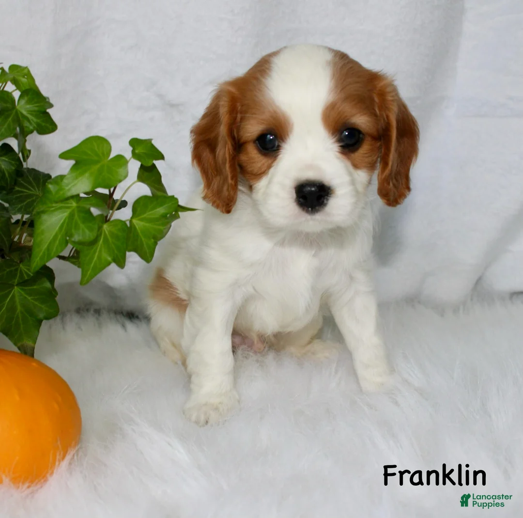 Cavalier King Charles Spaniel dogs for sale: Franklin - Ad 2