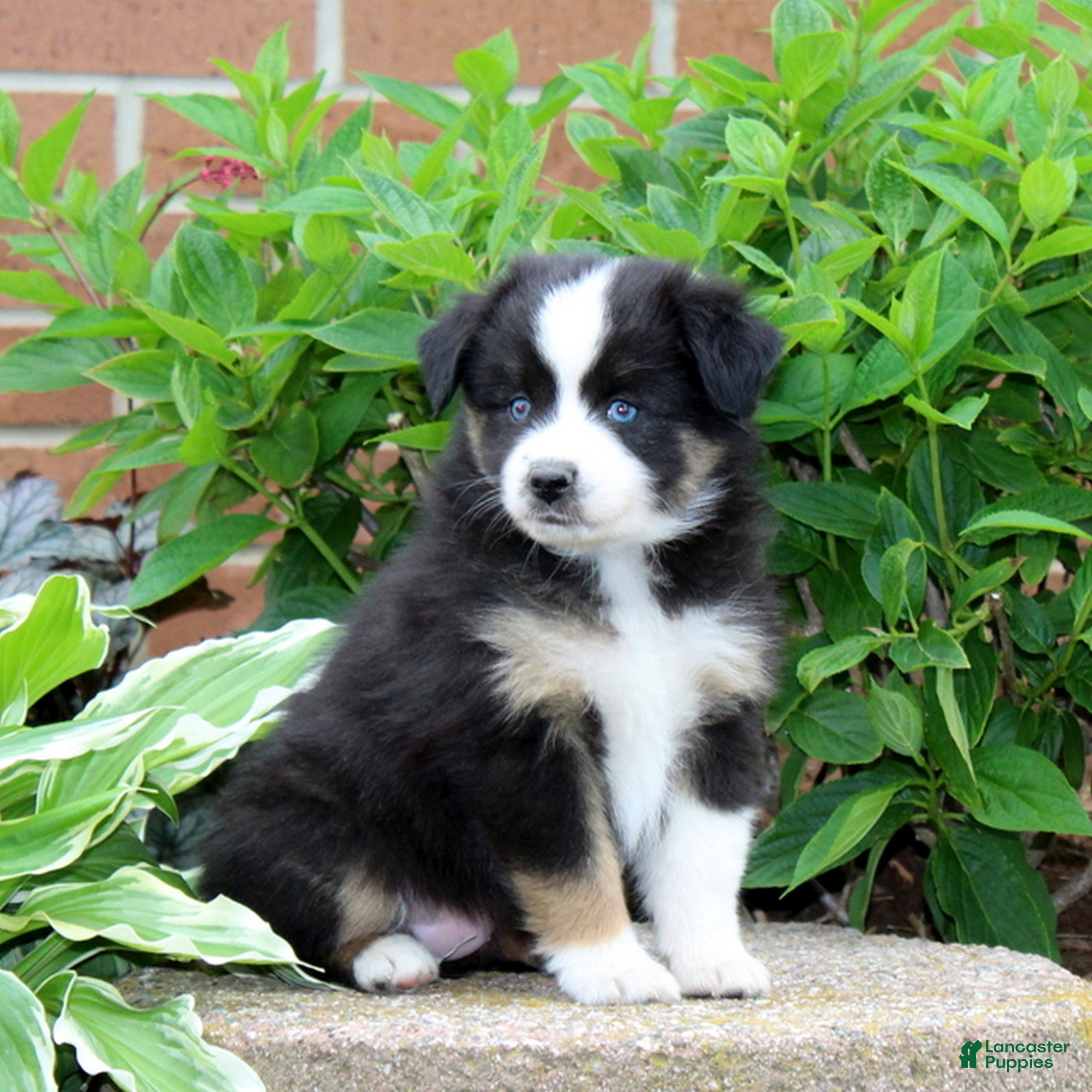 Miniature Australian Shepherd dogs Flower  - Ad 2
