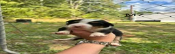Mixed Breed dogs for sale: Mixed Breed 4 - Ad 20