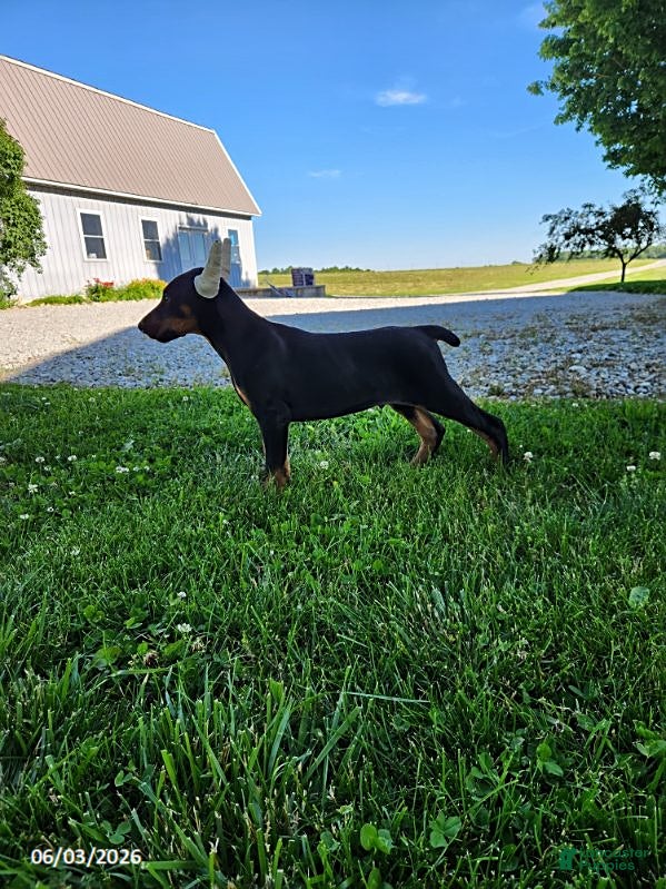 Doberman Pinscher dogs for sale: Rover - Ad 5
