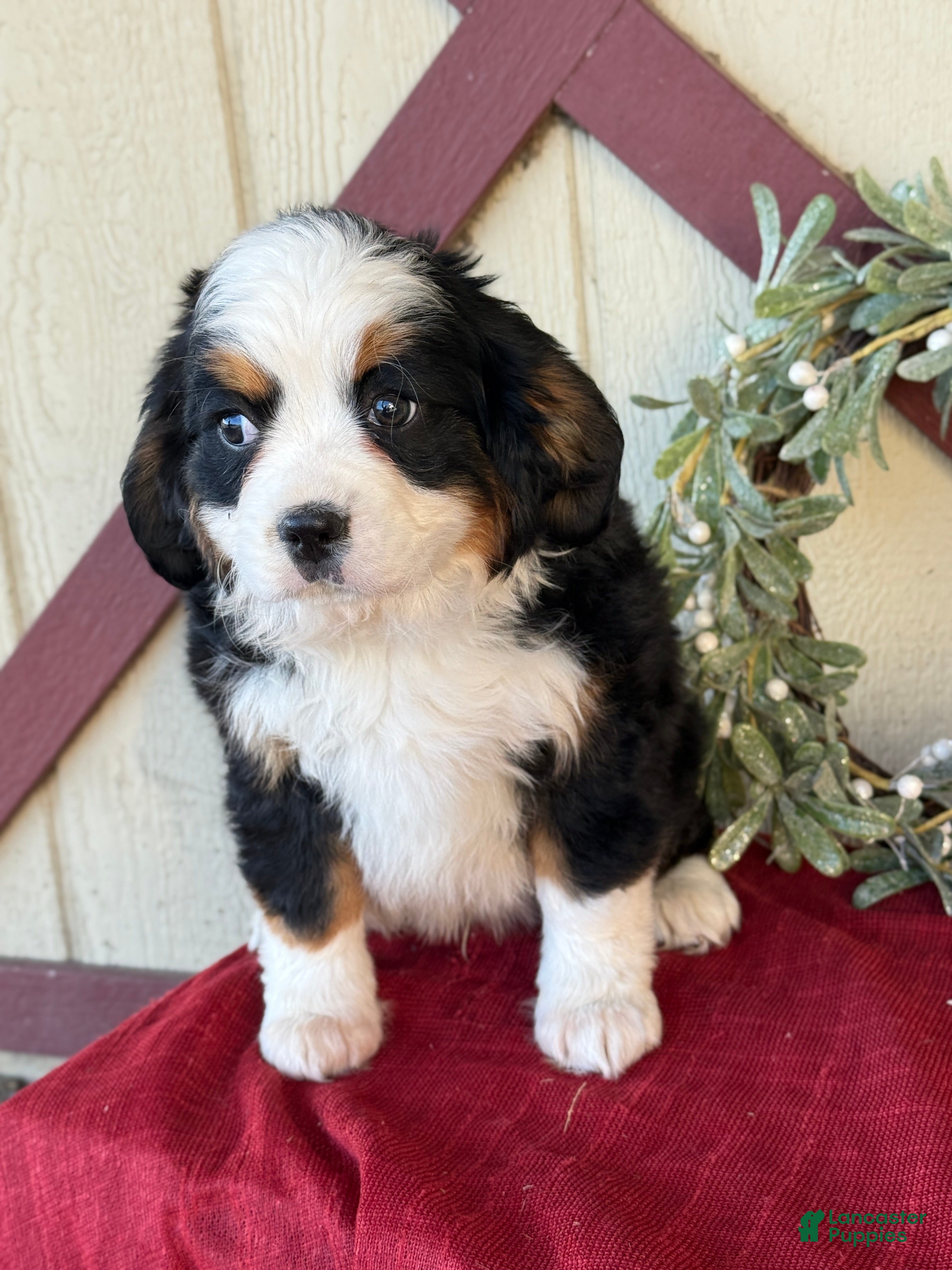 Miniature Bernese Mountain Dog dogs Ziggy - Ad 1