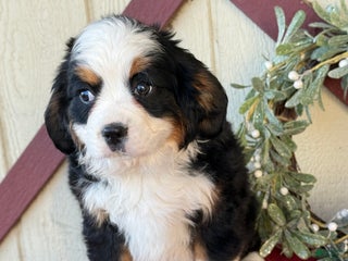 Miniature Bernese Mountain Dog dogs Ziggy - Ad 1