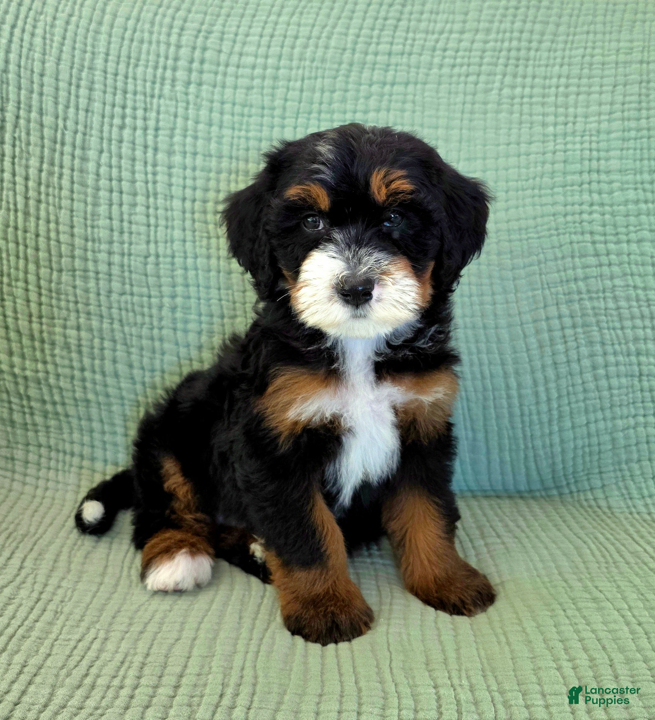 Bernedoodle dogs Alice - Ad 31