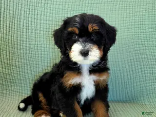 Bernedoodle dogs Alice - Ad 31